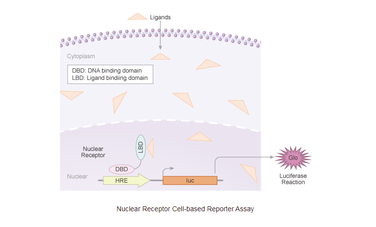 核受体药物筛选
